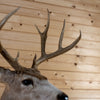 Excellent 10-point Mule Deer Buck Taxidermy Mount GB4184