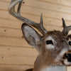 Excellent 10-point Whitetail Buck Taxidermy Mount GB4185