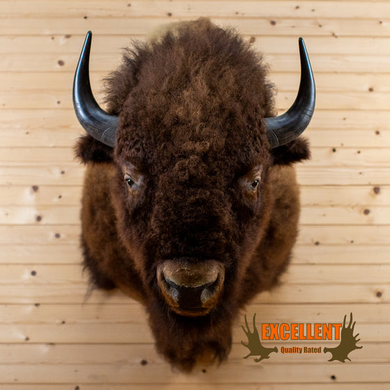 american bison buffalo bull taxidermy shoulder mount for sale
