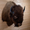 Excellent American Bison Taxidermy Shoulder Mount GB4186
