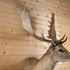 Excellent Blonde Fallow Deer Taxidermy Shoulder Mount GB4189