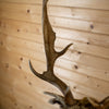 Excellent Blonde Fallow Deer Taxidermy Shoulder Mount GB4189