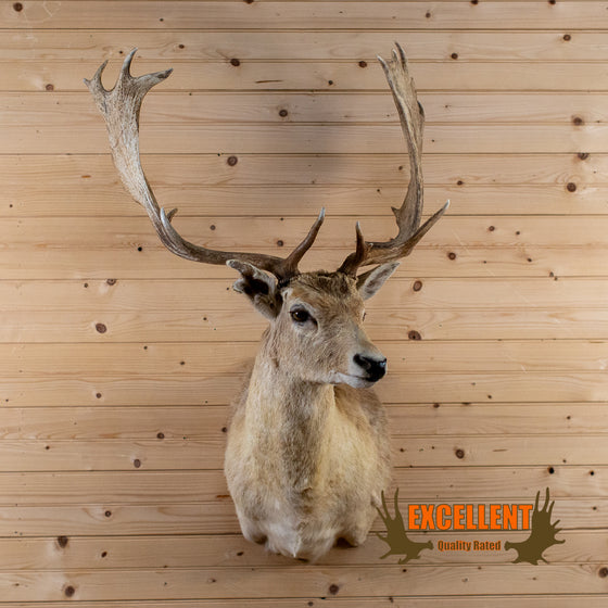 blond fallow deer taxidermy shoulder mount for sale
