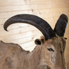 Excellent Aoudad Barbary Sheep Taxidermy Half-Body Mount GB4192