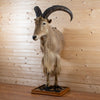 Excellent Aoudad Barbary Sheep Taxidermy Half-Body Mount GB4192