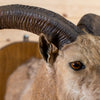 Excellent Aoudad Barbary Sheep Taxidermy Half-Body Mount GB4193