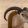 Excellent Aoudad Barbary Sheep Taxidermy Half-Body Mount GB4193