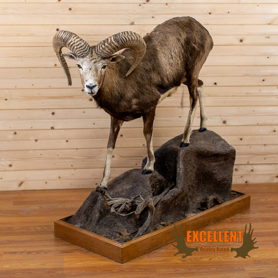full-body lifesize mouflong sheep taxidermy mount for sale