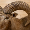Excellent Mouflon Sheep Taxidermy Full-Body Lifesize Mount GB4194