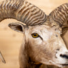 Excellent Mouflon Sheep Taxidermy Full-Body Lifesize Mount GB4194