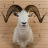 Excellent Alaskan Dall Sheep Taxidermy Mount GB4195