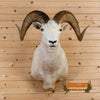 alaska dall sheep taxidermy shoulder mount for sale