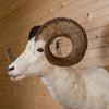 Excellent Alaskan Dall Sheep Taxidermy Mount GB4195