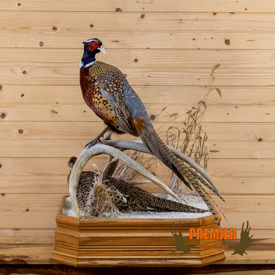 male and female ringneck pheasant taxidermy mount for sale