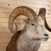 Premier Stone Sheep Taxidermy Shoulder Mount GB4198