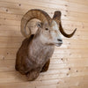 Premier Stone Sheep Taxidermy Shoulder Mount GB4198