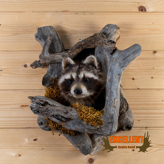 raccoon peeking from den taxidermy mount for sale