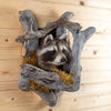 Excellent Raccoon Peeking Taxidermy Mount GB4201