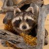 Excellent Raccoon Peeking Taxidermy Mount GB4201