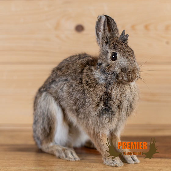 cottontail rabbit oddity taxidermy mount for sale