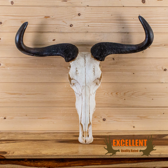 Excellent African Blue Wildebeest Skull and Horns GB4208