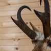Excellent Pronghorn Antelope Taxidermy Shoulder Mount JC6001