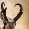 Excellent Pronghorn Antelope Taxidermy Shoulder Mount JC6001