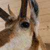 Excellent Pronghorn Antelope Taxidermy Shoulder Mount JC6002