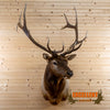 rocky mountain elk taxidermy shoulder mount for sale