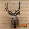 mule deer buck taxidermy trophy mount for sale
