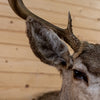 Premier 10 Point Mule Deer Buck Taxidermy Shoulder Mount JC6004