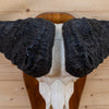 Excellent African Cape Buffalo Horns and Skull European Mount JC6004B