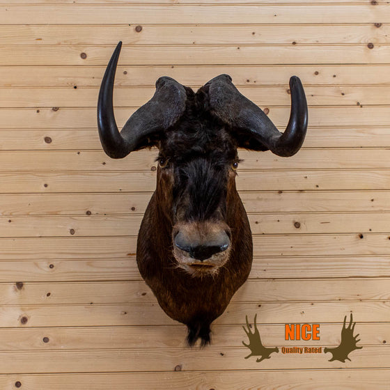 African black wildebeest taxidermy shoulder mount for sale