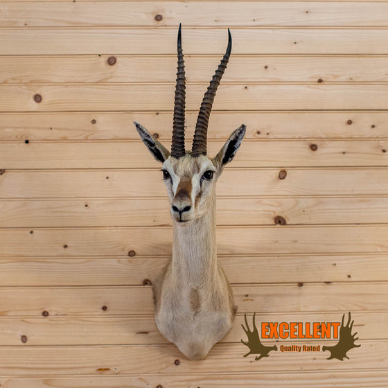 African Thompson's gazelle taxidermy trophy shoulder mount for sale