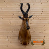 African red hartebeest taxidermy shoulder mount for sale