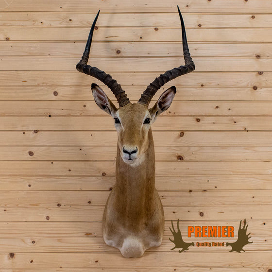 African impala taxidermy trophy shoulder mount for sale