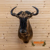 African blue wildebeest taxidermy shoulder mount for sale
