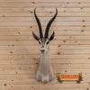 African Grant's gazelle taxidermy shoulder mount trophy for sale