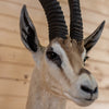 Excellent Grant's Gazelle Taxidermy Shoulder Mount JC6021