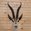 Excellent Grant's Gazelle Taxidermy Shoulder Mount JC6021