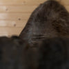 Premier African Cape Buffalo Taxidermy Shoulder Mount JC6022