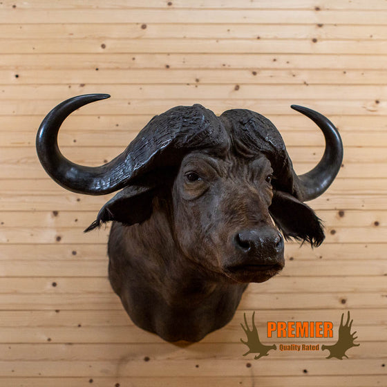 African cape buffalo taxidermy trophy shoulder mount for sale