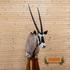 African gemsbok taxidermy pedestal mount for sale