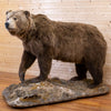 Excellent Brown Bear Full-Body Lifesize Taxidermy Mount JC6024