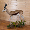 Excellent African Springbok Life-size Full Body Taxidermy Mount JC6025
