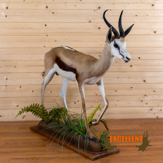 African common springbok full body lifesize taxidermy mount for sale