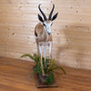 Excellent African Springbok Life-size Full Body Taxidermy Mount JC6025