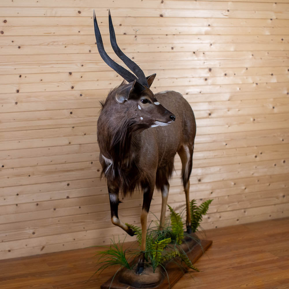 Nyala Horn Lamp For Sale #21283 - The Taxidermy Store