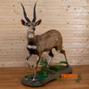 African bushbuck taxidermy trophy for sale