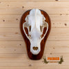 brown bear skull for sale